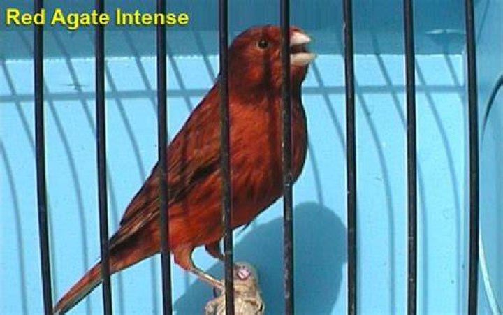 Non intense red factor canary bird