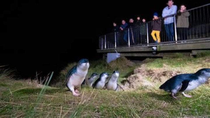 NZ travel: The Dunedin coast where wildlife reigns supreme