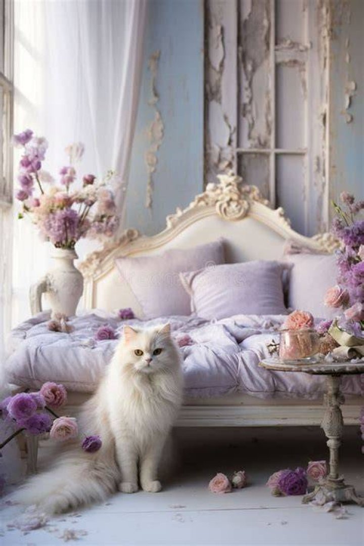 old and shabby cat