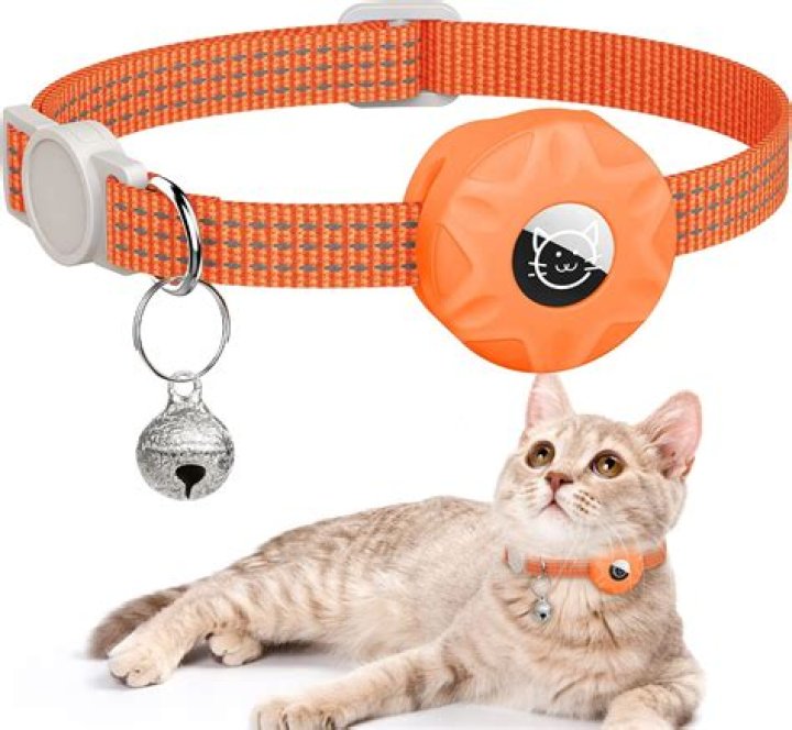 Orange Cat With Bell Collar