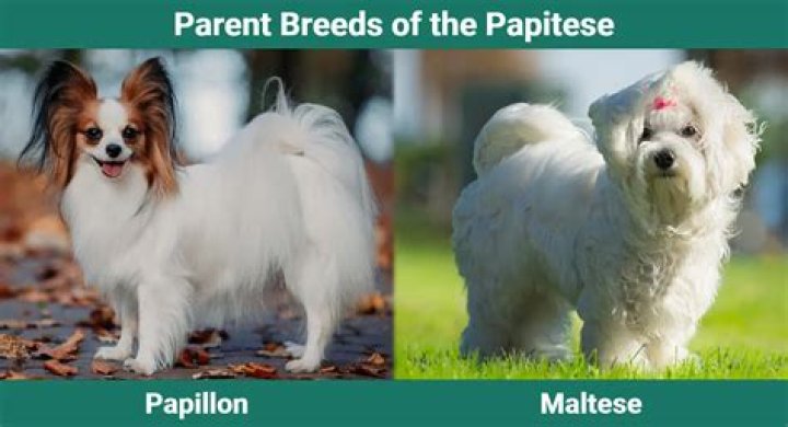 Papitese