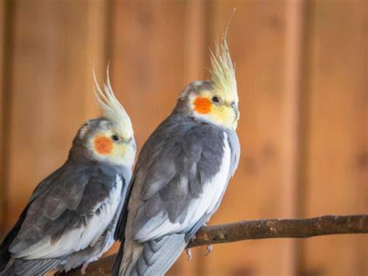 Parakeet Cockatiel