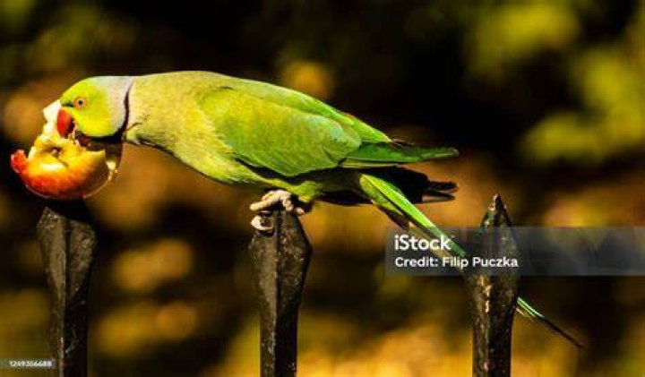 Parrot eating an apple in park_Sunspot_Shutterstock