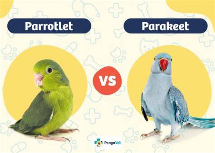 Parrotlet vs. Parakeet Bird: Key Differences (With Pictures)