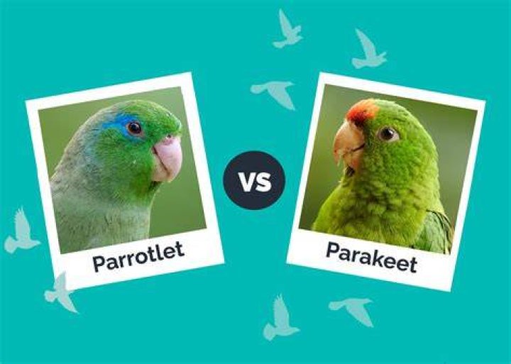 Parrotlet vs. Parakeet Bird