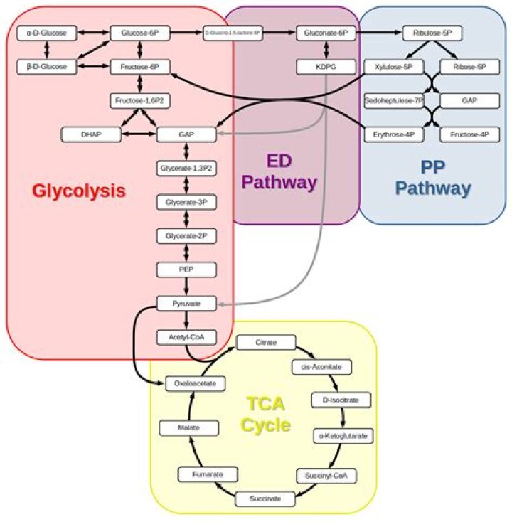 pathway