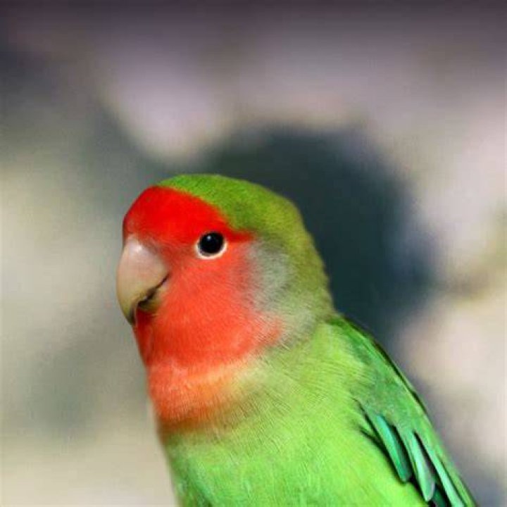 Peach-Faced Lovebird