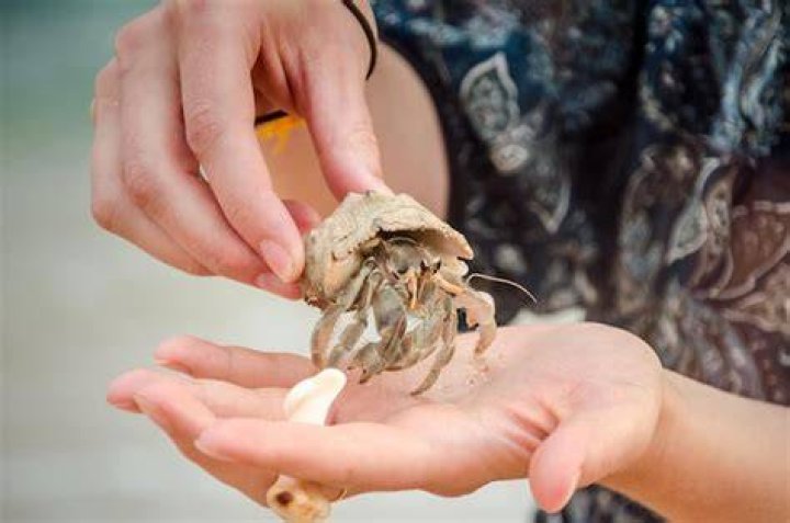 person holding a hermit crab