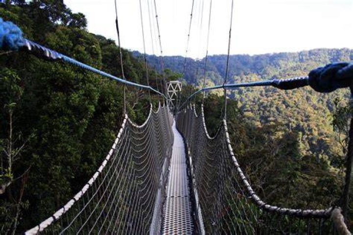 person on a canopy walk