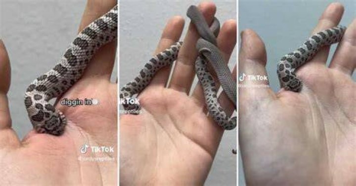 Pet snake biting owner on TikTok