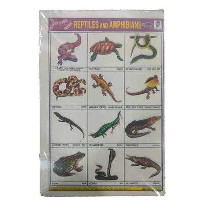 Pin auf reptiles and amphibians