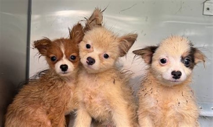 puppies in a puppy mill