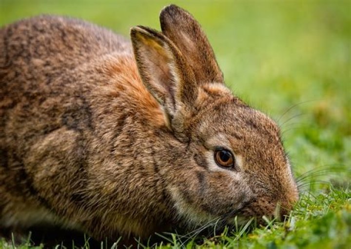 rabbit in garden_mariesacha_Shutterstock