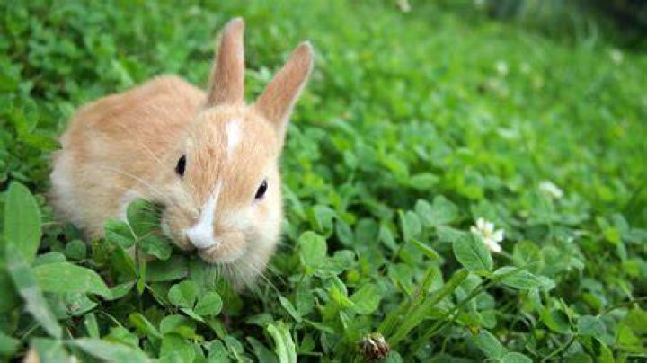 rabbit on grass