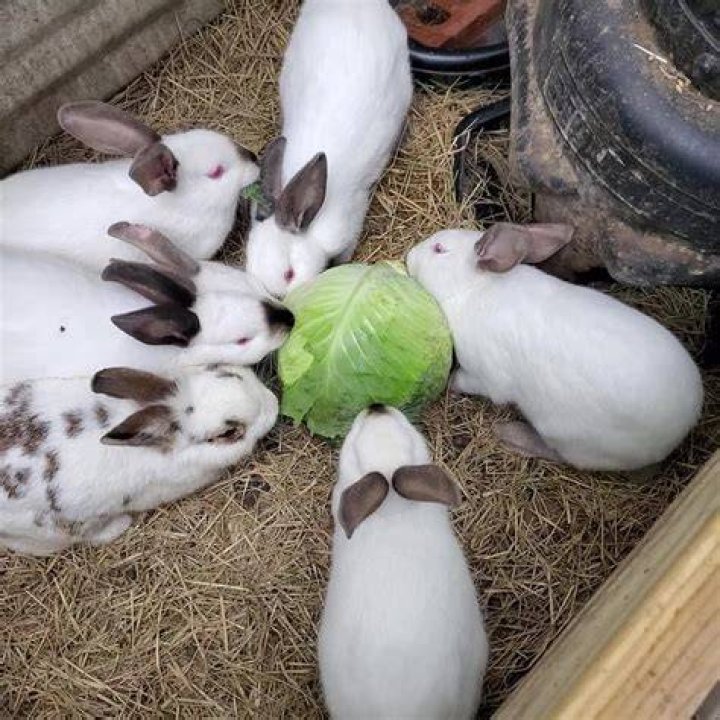 Rabbits eating chinese cabbage