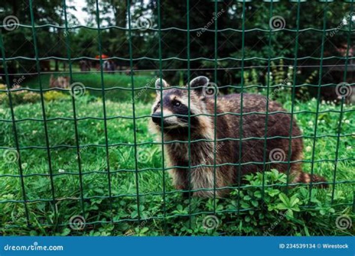 Raccoon behind screened fence