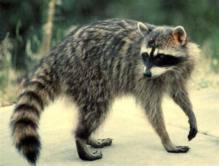 raccoon ll