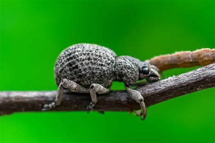 Rare bugs Rare bugs