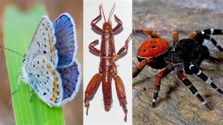 Rarest bug in the world Rarest bug in the world