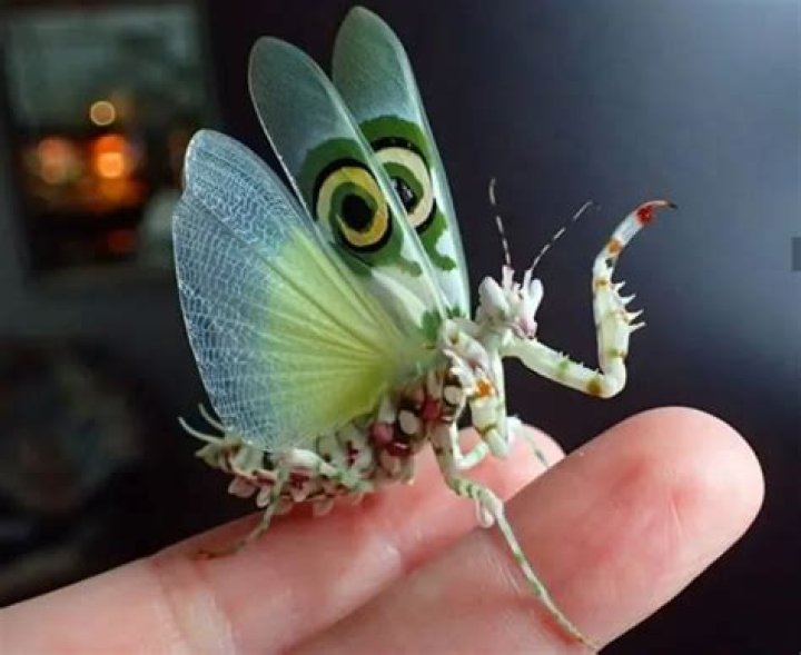 Rarest bugs in the world Rarest bugs in the world