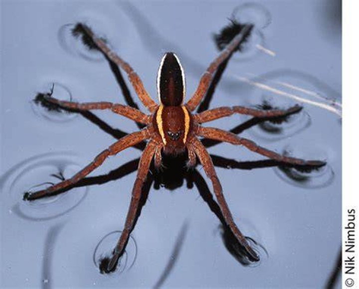 Rarest insects in the world Rarest insects in the world