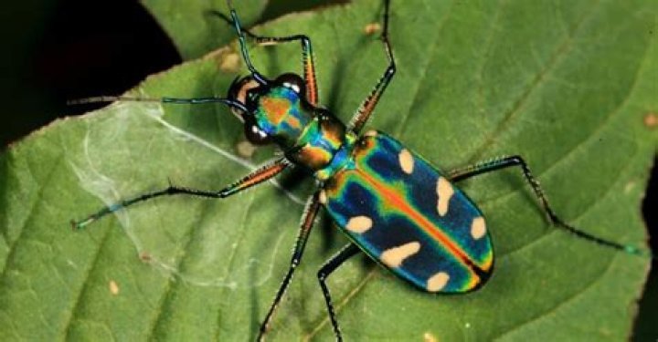 Rarest insects Rarest insects