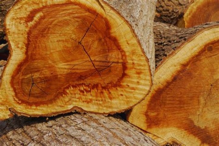 rarest wood in the world