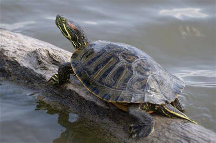 red eared slider in water