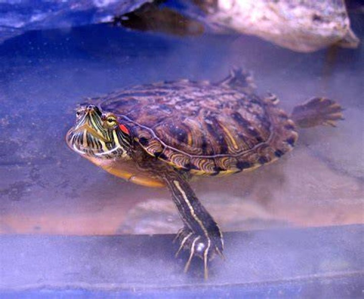 red eared slider in water_Piqsels