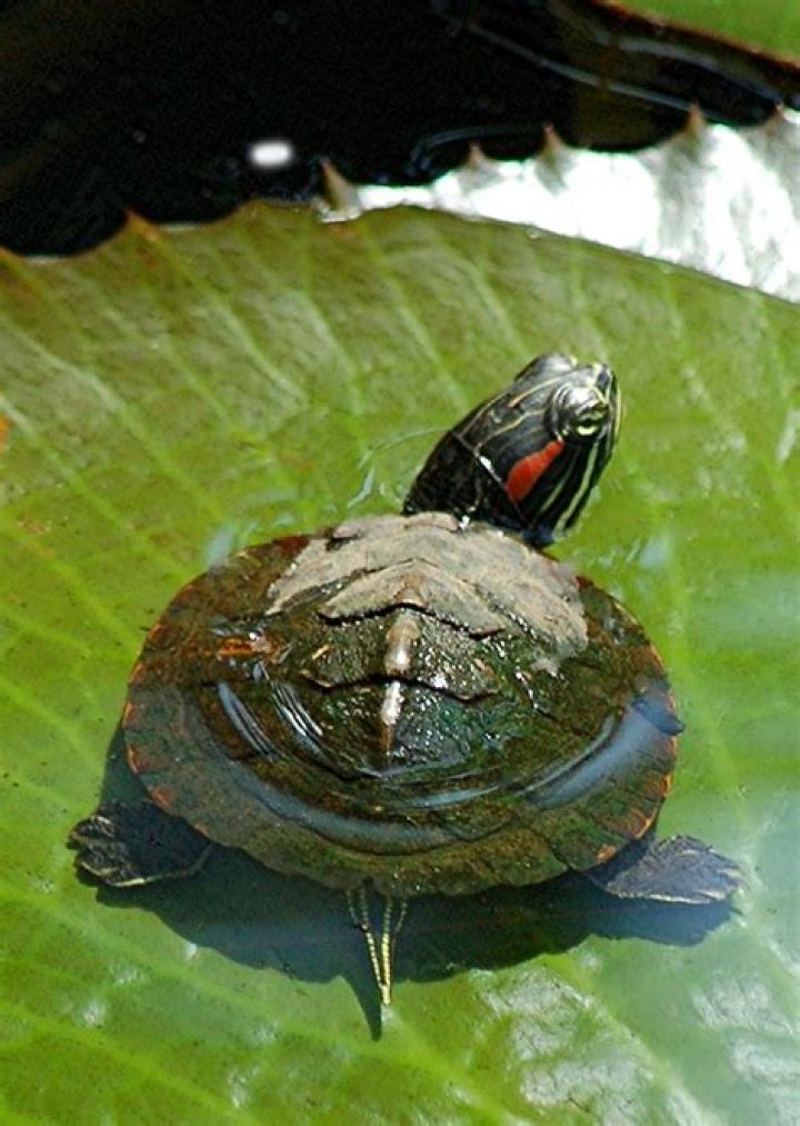 red eared slider_Raymond Halim_Pixabay