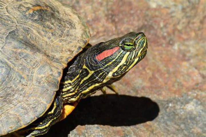 red eared slider_Sergey_m_Pixabay