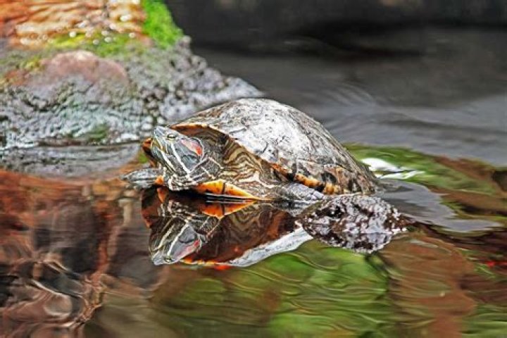 red eared turtles_zoosnow, Pixabay