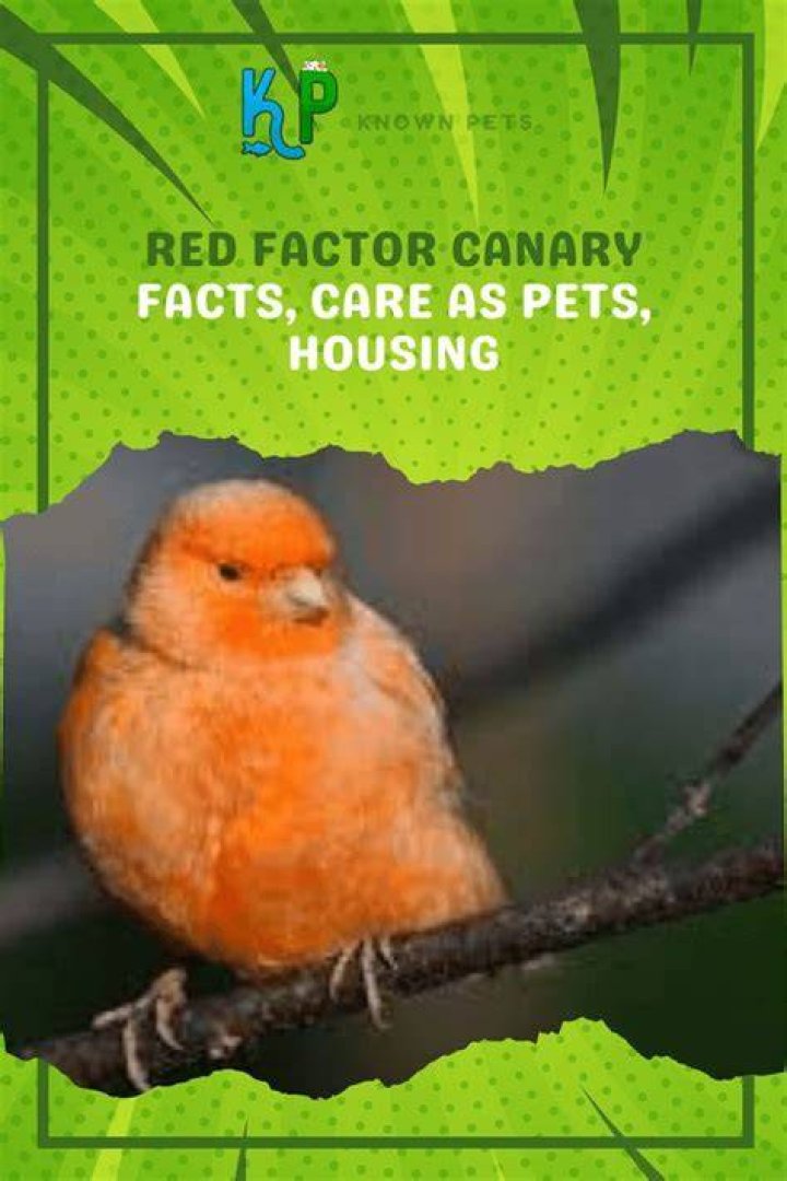 Red-Factor Canary: Facts, Diet & Care (with Pictures)