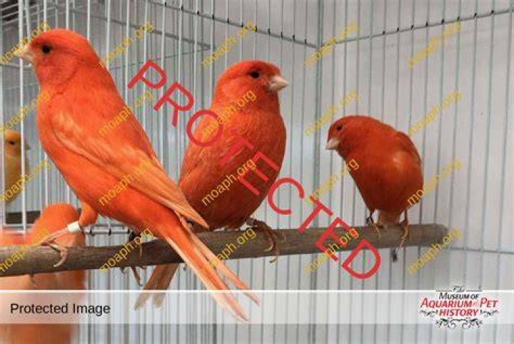 red factor canary perching