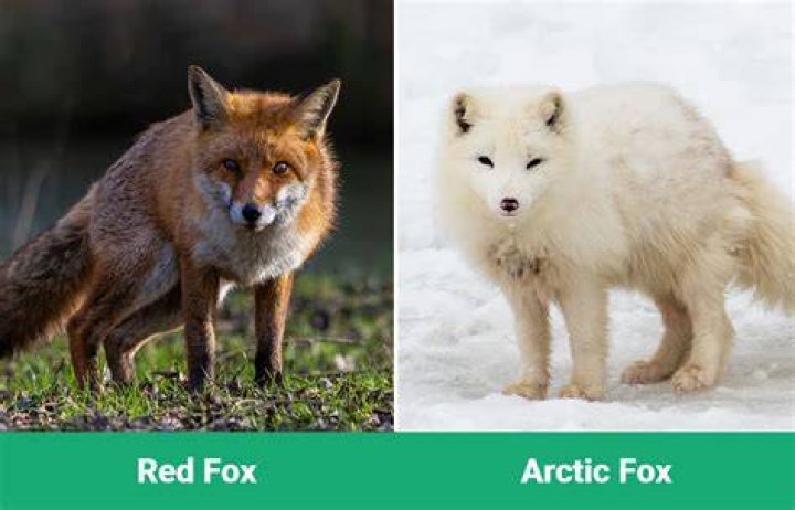 Red Fox vs Arctic Fox: Key Differences & Similarities