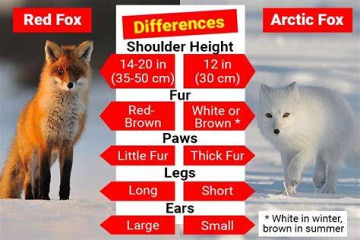Red Fox vs Arctic Fox - Visual Differences