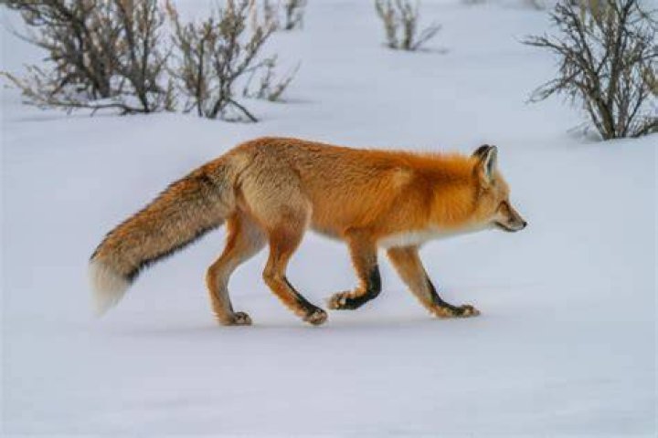 red fox walking