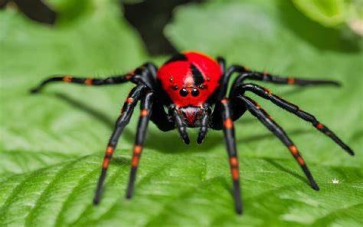 Red Widow