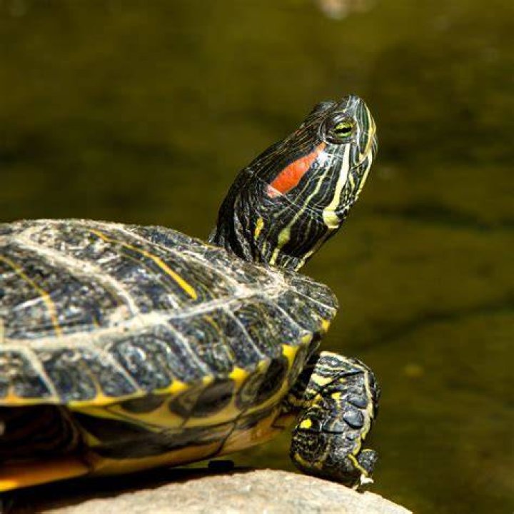 red-eared slider turtle