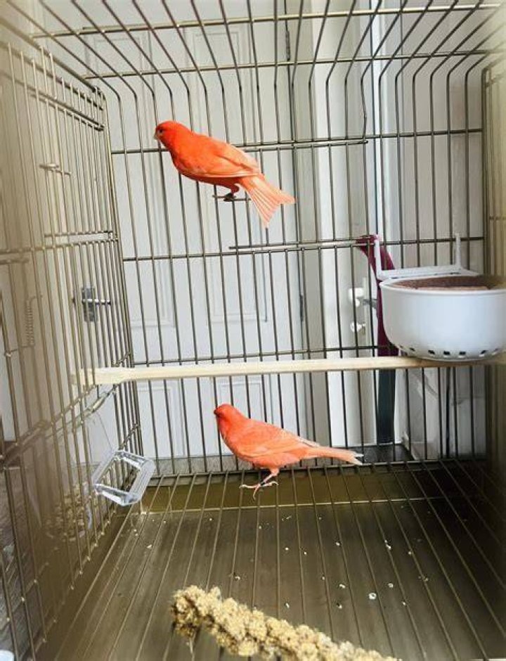 red-factor-canary