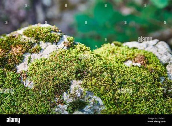 Rest atop a rock is where this miniature airship can be seen. (Picture: Singularity 6 / Ashleigh Klein)