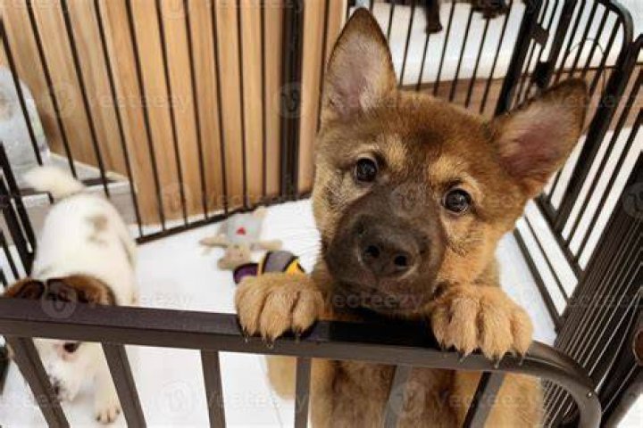 Sad puppy in cage waiting for adoption