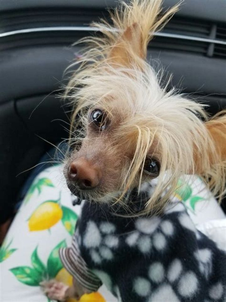 Sam the blind Chinese crested pup won the world's ugliest dog contest from 2003 to 2005. Photo / AP
