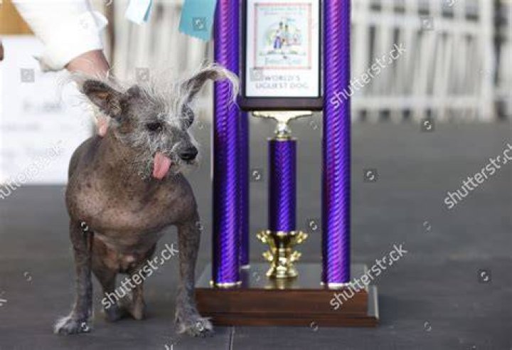 Scooter, a seven-year-old Chinese crested dog, in his running wheel frame after winning first place in the "World's Ugliest Dog" contest at the Sonoma-Marin Fair in Petaluma, California. Photo / Barbara Munker /picture alliance via Getty Images