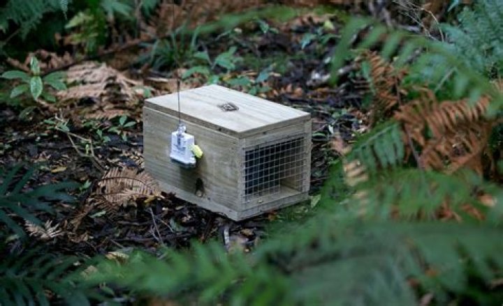 Scotland votes on reintroducing wolves as world's first 'Rewilding Nation'