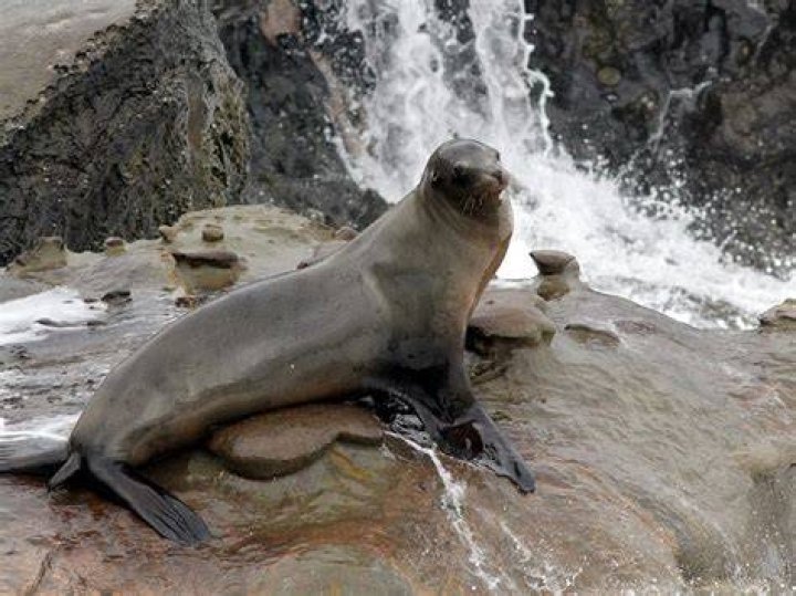 Sea lion on the rocks in Aramoana, New Zealand