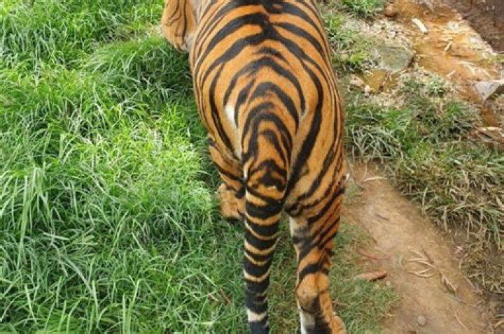 Sheba the tiger euthanised Sheba the tiger euthanised