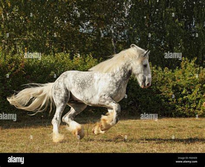 Shire horse galloping