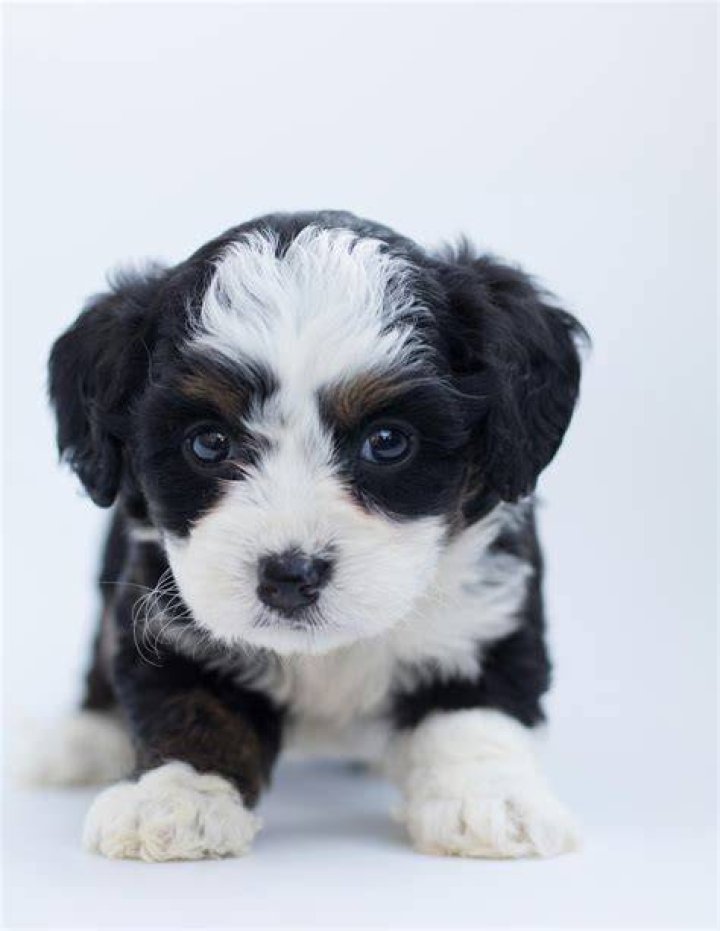 Small black and white puppy being held while waiting to be adopted