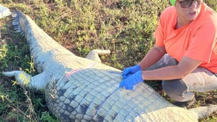 Snorkeller killed by crocodile - NZ Herald